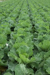 Fototapeta premium Cabbage Cultivation / Cabbage contains vitamin U (Cabagin) and is a vegetable that is effective in preventing stomach ulcers.