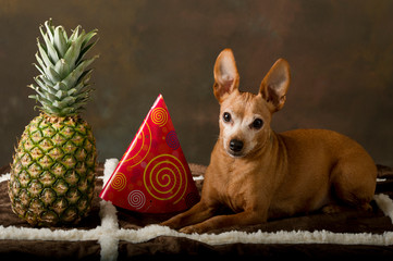 Portrait of a small brown dog together with a pineapple and a party hat