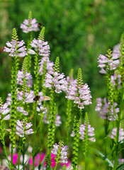  beautiful pink lupine flowers with a bee flying towards them