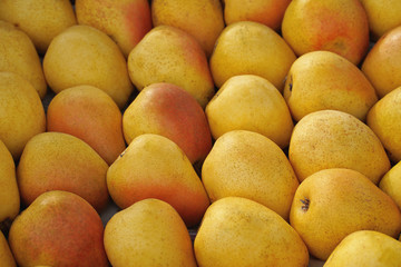 Fresh ripe organic pears as a background.Autumn harvest,fruits, vegan food or gardening concept with copy space.Top view.