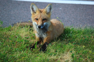 Fox