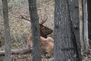 Large Male Elk 2019