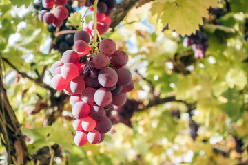 red wine grapes on the vine