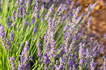 Lavender party in Brihuega, Guadalajara, Spain