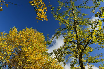Ginkgo Tree, U.K. Also known as Maidenhair Tree in Autumn.