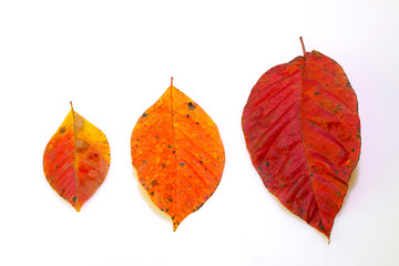 紅葉