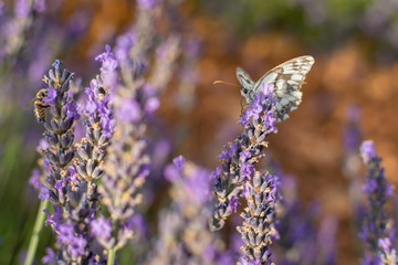 Lavender party in Brihuega, Guadalajara, Spain