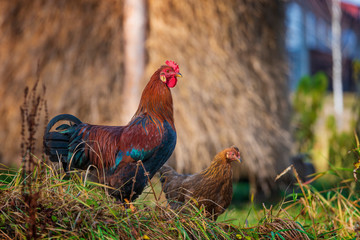 Rooster and chicken on the farm.