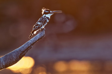 Pied Kingfisher - Ceryle rudis species of water black and white kingfisher widely distributed across Africa and Asia. Hunting fish. Sitting on the branch during sunset or sunrise
