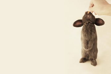 A cute grey dwarf rabbit standing upright for eating a cookie from a mans hand