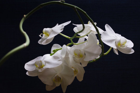 biała orchidea na ciemnoniebieskim tle