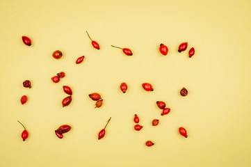 Rosehip on a yellow background.