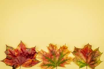 Three bright autumn leaves on a yellow background.