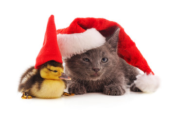 Kitten and duckling in Christmas hats.