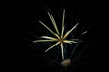 Obraz premium Firework Display Lighting up the Dark Sky