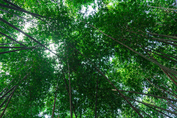 tree in forest