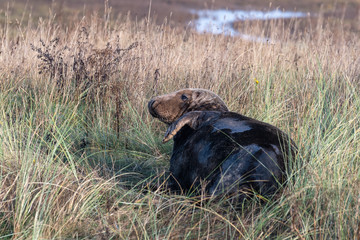 Grey Seal Resting on Sand Dunes At Donna Nook