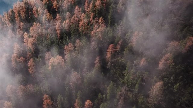 autumn forest aerial view from above, fall season landscape background, beautiful nature by drone