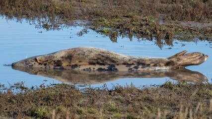 Grey Seal Resting on Sand Dunes At Donna Nook