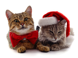 Kittens in Christmas hats.