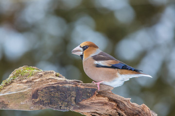 Hawfinch (Coccothraustes coccothraustes) on a branch
