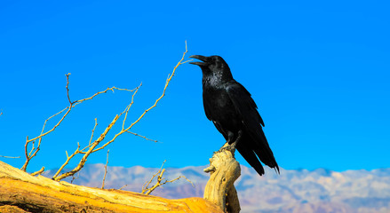Portrait of a crow, Death Valley California