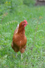Brown chicken bird walking in the tall green grass in summer free.
