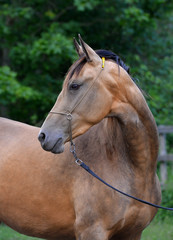Golden buckskin Akhal Teke stallion in a show halter standing outside and looking into the distance. Portrait.