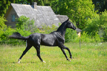 Black akhal teke breed horse running in gallop in the field near rural house. Animal in motion.