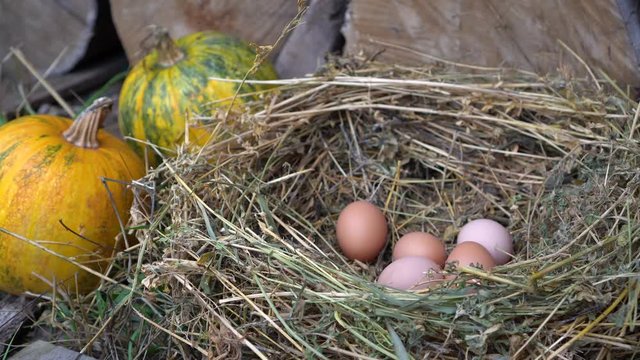 Nest with chicken eggs behind the pumpkins. Rural life footage.