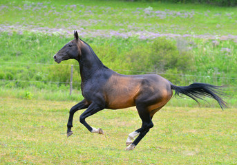 Fototapeta na wymiar Bay akhal teke breed stallion runs in gallop in the green summer field up. Animal portrait in motion.