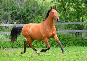 Buckskin akhal teke breed horse running in trot outside in the paddock along wooden fence in...