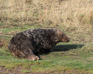 Grey Seal Resting on Sand Dunes At Donna Nook