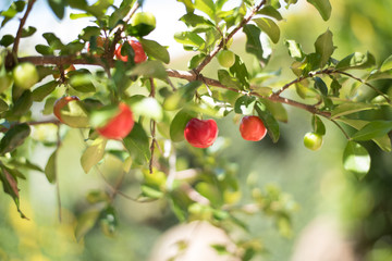 cherries on tree