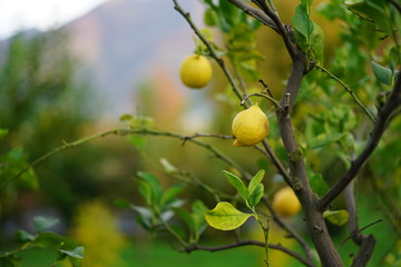 ripe lemons on a tree