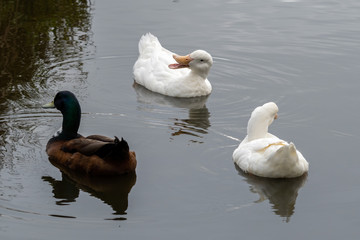 Two American Pekin Ducks with a Male Mallard