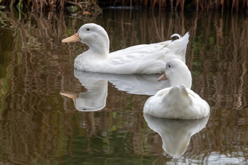 Pair of American Pekin Ducks Floating on Water
