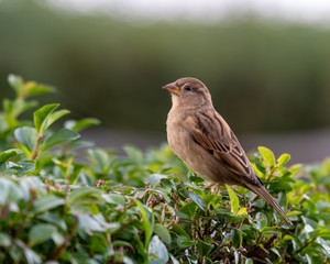 Closeup Female Sparrow Perched on a Hedge