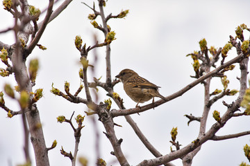 Sparrow sits on the branches of a blossoming tree in spring