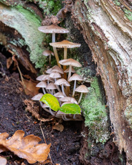 Small Fungus Growing Inside an Old Dead Tree