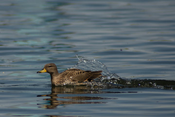 Mar del Plata - Buenos Aires - Argentina 