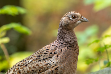 Closeup Head Shot Female Pheasant