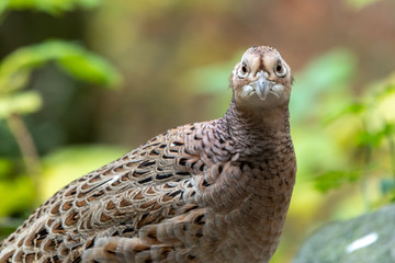Closeup Head Shot Female Pheasant