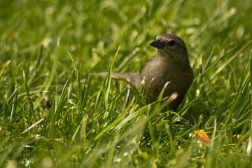 Mar del Plata - Buenos Aires - Argentina 