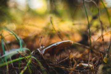 Mushroom in the forest. The concept of walking in the woods and picking mushrooms. Poisonous mushrooms, mindfulness during mushrooming. Wandering in the woods.