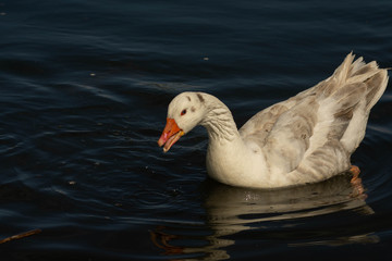 Mar del Plata - Buenos Aires - Argentina 