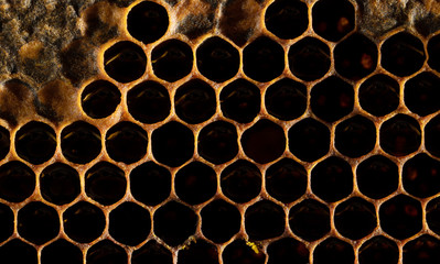 Honeycomb with honey and pollen. Sweet and natural honey inside the honeycomb. Background of honeycombs