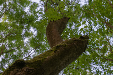 Under The Green Canopy