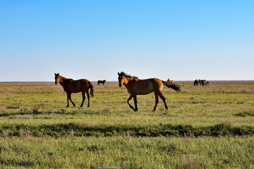 a herd of horses grazes in the steppe