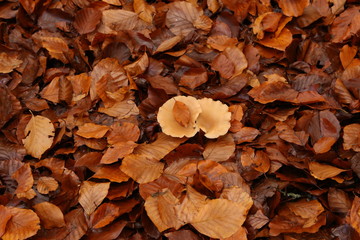 Brown autumn leaves lie on the ground